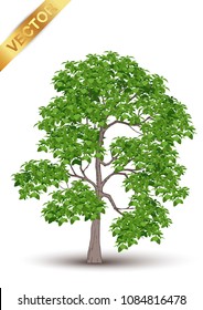 Realistic green tree vector set isolated on white background.Collection of detailed summer trees for landscape and architectural design.Professional nature vector illustration set featuring various realistic green trees.