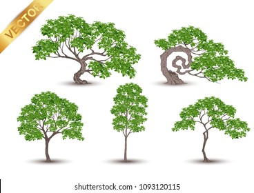 Realistic green tree vector set isolated on white background.Collection of detailed summer trees for landscape and architectural design.Professional nature vector illustration set featuring various realistic green trees.
