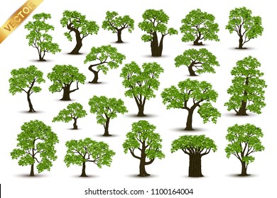 Kollektion Realistische Bäume Vektor einzeln auf weißem Hintergrund.Baum im Bonsai-Stil.