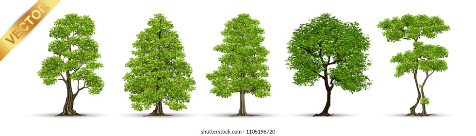 Schöner Baum Realistisch auf weißem Hintergrund.
