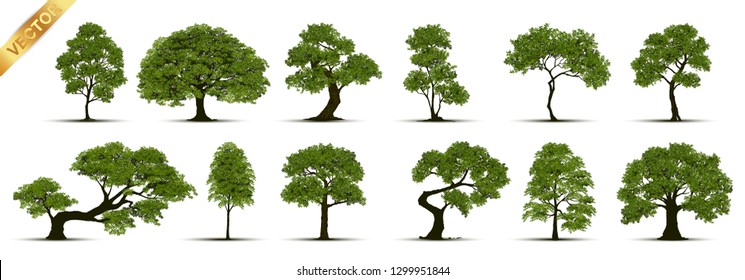 Realistic green tree vector set isolated on white background.Collection of detailed summer trees for landscape and architectural design.Professional nature vector illustration set featuring various realistic green trees.
