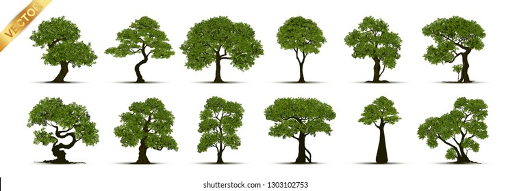 Colección de árboles, árboles aislados en fondo blanco.
