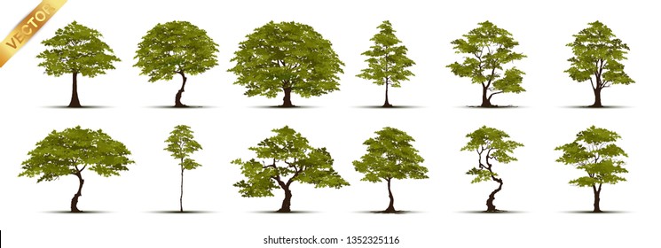 Colección de árboles realistas aislados de fondo blanco