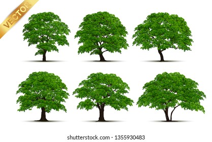 Realistic green tree vector set isolated on white background.Collection of detailed summer trees for landscape and architectural design.Professional nature vector illustration set featuring various realistic green trees.