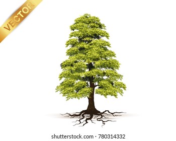 Realistic green tree vector set isolated on white background.Collection of detailed summer trees for landscape and architectural design.Professional nature vector illustration set featuring various realistic green trees.