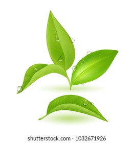 Realistic Green Young Tea Leaves. Vector Illustration