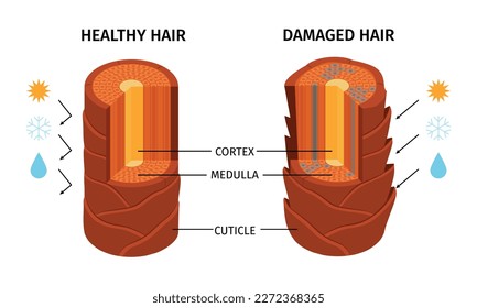 Composición de cabello realista con vistas aisladas de tallo sano y dañado con medula de corteza e ilustración de vector de cutícula