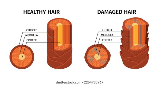 Realistic hair structure composition with isolated macro views of healthy and damaged cortex and cuticle conditions vector illustration