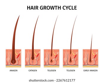 Realistic hair structure composition with isolated images representing growth cycle with capillary tubes and text captions vector illustration