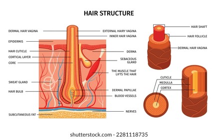 Realistic hair structure composition with scientific views of muscles bulbs cuticle layers with editable text captions vector illustration