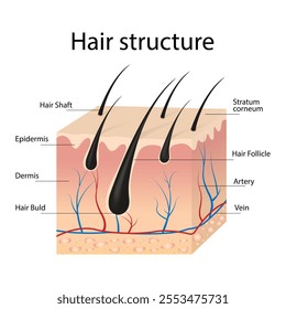 Realistic hair structure composition with a set of text captions indicating the anatomical profile of the image