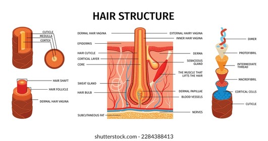 infografías realistas de la estructura del cabello con imágenes educativas de la anatomía del cabello con subtítulos de texto editables e iconos ilustraciones vectoriales