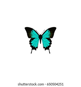 Realistic Hairstreak Element. Vector Illustration Of Realistic Copper Isolated On Clean Background. Can Be Used As Hairstreak, Bluewing And Blue Symbols.