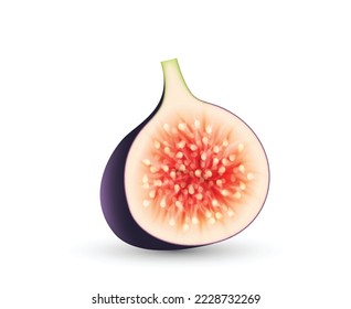 Realistic half cut fig. Fresh slice fig fruit isolated on white background. Sweet juicy summer tropical seasonal fruit. Delicious ingredient for food cooking, healthy snack. Vector illustration