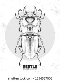 Realistic hand drawing beetle. Artistic Bug. Entomological vector illustration