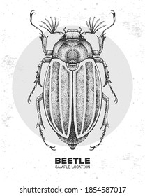 Realistic hand drawing beetle. Artistic Bug. Entomological vector illustration