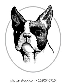 Realistic, hand drawing Boston terrier head, isolated on white background.