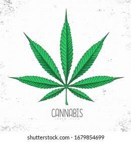 Realistic hand drawing cannabis leaf silhouette on grunge background. Vector illustration