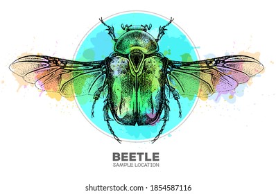 Realistic hand drawing Flower chafer beetle on watercolor background. Artistic Bug. Entomological vector illustration