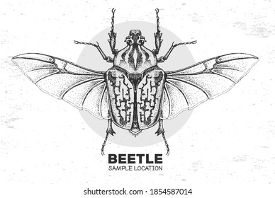 Realistic hand drawing Goliath beetle. Artistic Bug. Entomological vector illustration