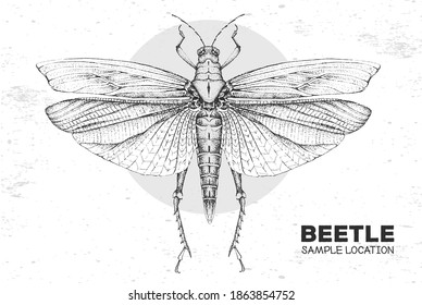 Realistic hand drawing grasshopper. Artistic Bug. Entomological vector illustration