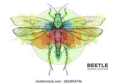 Saltamontes realistas dibujando a mano sobre el fondo de las acuarelas. Bug artístico. Ilustración vectorial entomológica