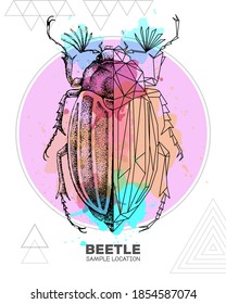Realistic hand drawing and polygonal beetle on watercolor background. Artistic Bug. Entomological vector illustration