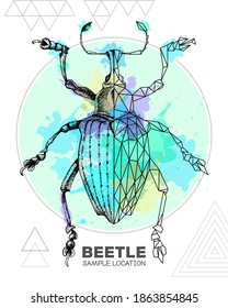 Realistic hand drawing and polygonal Curculionidae beetle on watercolor background. Artistic Bug. Entomological vector illustration