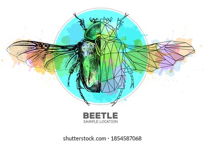 Realistic hand drawing and polygonal Flower chafer beetle on watercolor background. Artistic Bug. Entomological vector illustration