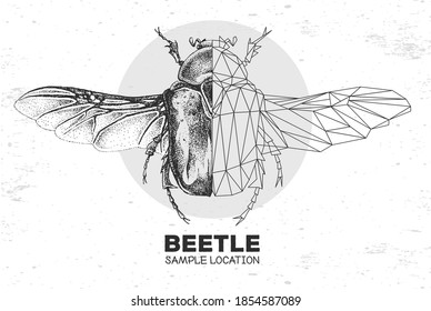 Realistic hand drawing and polygonal Flower chafer beetle. Artistic Bug. Entomological vector illustration