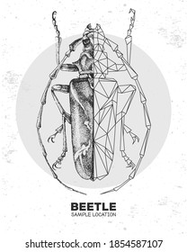 Realistic hand drawing and polygonal longhorn beetle. Artistic Bug. Entomological vector illustration