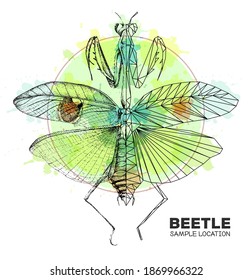 Realistic hand drawing and polygonal praying mantis on watercolor background. Artistic Bug. Entomological vector illustration
