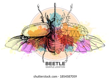 Realistic hand drawing and polygonal rhinoceros beetle on watercolor background. Artistic Bug. Entomological vector illustration