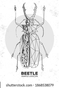 Dibujo manual realista y escarabajo longhorrano con diente poligonal Saber. Bug artístico. Ilustración vectorial entomológica