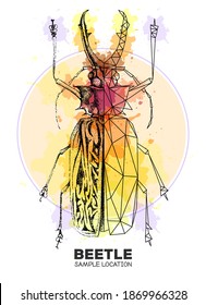 Realistische Handzeichnung und polygonaler Saberzahnkäfer auf Aquarellhintergrund. Künstlerischer Fehler. Entomologische Vektorgrafik