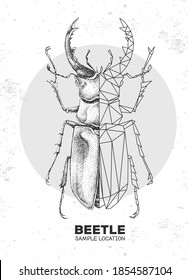 Realistic hand drawing and polygonal stag beetle. Artistic Bug. Entomological vector illustration