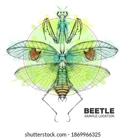 Realistic hand drawing praying mantis on watercolor background. Artistic Bug. Entomological vector illustration