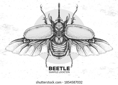 Realistic hand drawing rhinoceros beetle. Artistic Bug. Entomological vector illustration