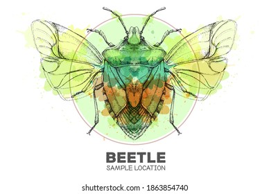 Realistic hand drawing  shield beetle on watercolor background. Artistic Bug. Entomological vector illustration