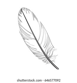 Realistic Hand drawn black and white tropical, exotic bird feather, sketch style vector illustration on white background.