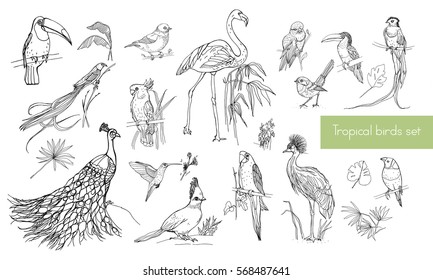 Realistic hand drawn contour collection of beautiful exotic tropical birds with palm leaves. Flamingos, cockatoo, hummingbird, toucan, peacock.
