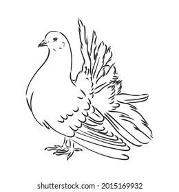Realistic hand drawn dove. Vector illustration or element for your design.