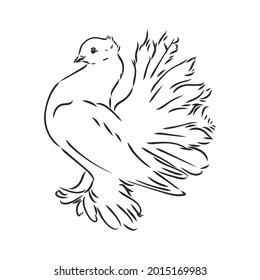 Realistic hand drawn dove. Vector illustration or element for your design.