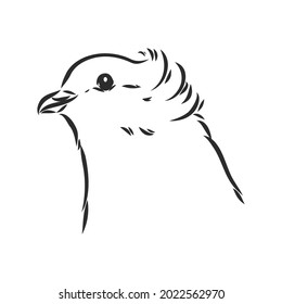 Realistic hand drawn dove. Vector illustration or element for your design.