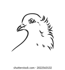 Paloma realista dibujada a mano. Ilustración vectorial o elemento para su diseño.