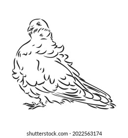 Realistic hand drawn dove. Vector illustration or element for your design.