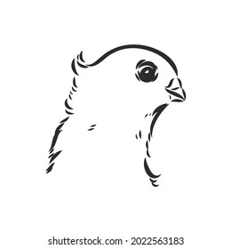 Realistic hand drawn dove. Vector illustration or element for your design.