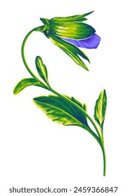 Realistic hand drawn flower, pansy bud. Blue flower of viola. Bright green leaves and fragile stem. Clip art element for your design.