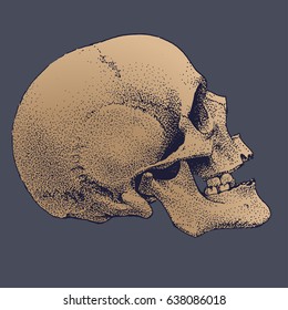1 Skull Cro-Magnon Teaching Quality Recreation