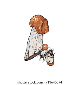 Realistic hand drawn mushrooms, vector illustration isolated on white background, line art style, sketch illustration
